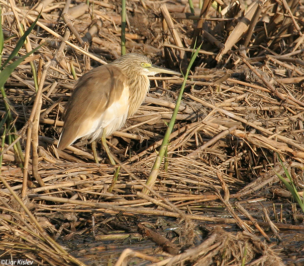 אנפית  סוף    Squacco Heron  Ardeola ralloides           עמק בית שאן אפריל 2007